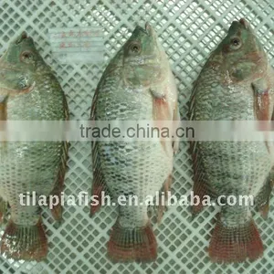 Fish Frozen Tilapia Gutted and Scaled thumbnail-1