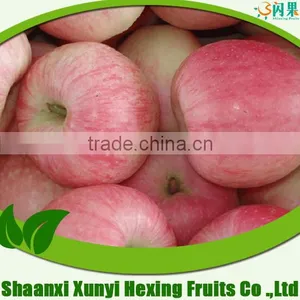 Matured Apple Fruits Variety and Fresh Fruits Type Mature Whole Fuji Apples thumbnail-1