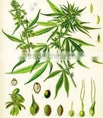 Popular Selling in the Market Organic Hemp Seed Oil Cold Pressed thumbnail-3