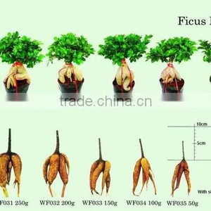 Ficus Plants Farms thumbnail-1