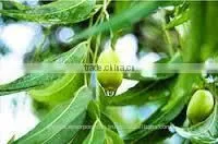 Natural Neem Oil for Organic Pesticide thumbnail-1