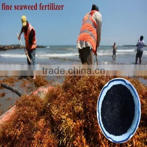 Factory Direct Supply Organic Seaweed Based Fertilizer With 100% Water Soluble thumbnail-1