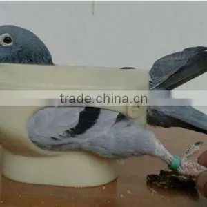 Good Quality and Cheap Price Pigeon Fixer,pigeon Holder thumbnail-3
