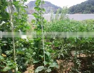 Fiber Reinforced Plastic FRP Stake for Nursery Fruit Trees thumbnail-3