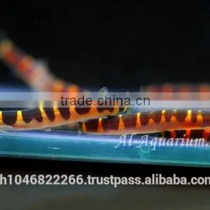 Giant Coolie Loach Fish / Aquarium Fish Farm thumbnail-2