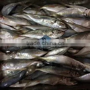 Horse Mackerel Supplier From China With Size 70 -90 g / Pcs thumbnail-5