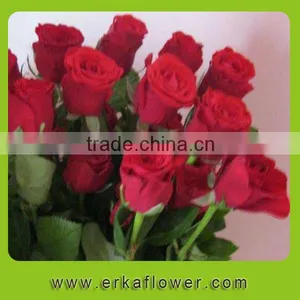 Newest White Fresh Cut Rose Flower thumbnail-1