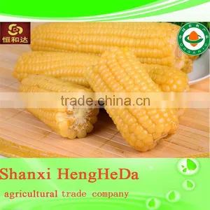 China Supplier as Gift for Child Yellow Waxy Corn thumbnail-1