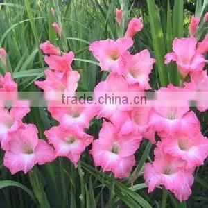 Gladiolus thumbnail-1