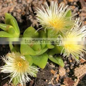 Kanna (Sceletium Tortuosum) thumbnail-1