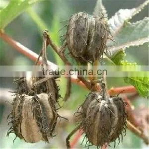 Home Use Small Capacity Castor Seed Sheller thumbnail-6