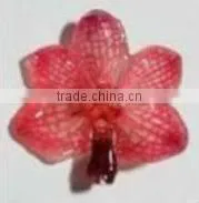 Orchid Accessories thumbnail-1