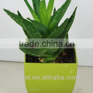 Chinese Flower Vase,plastic Plant Pot,square Flower Pot thumbnail-1