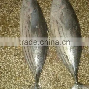 Fresh Frozen Skipjack Tuna thumbnail-1