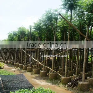 Jacaranda Acutifolia for Tropical Area thumbnail-1