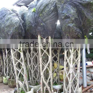 Ficus Formed Shape thumbnail-1