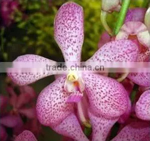 Thailand Top Quality M-001 Mokara Jakuan Orchid thumbnail-1