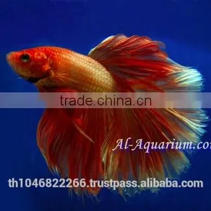 Halfmoon Betta Fish Farm For Sale and Export / Ornamental Fish Thailand thumbnail-2