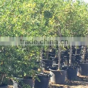 Punica Granatum thumbnail-2