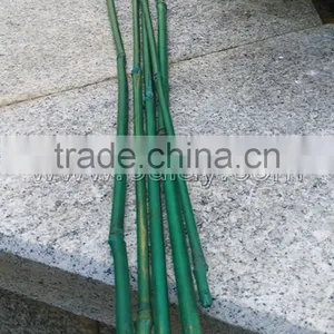 Plastic Coated Bamboo Canes thumbnail-2