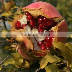 Fresh Pomegranate thumbnail-1