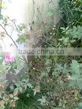100% Pure Rose Hip Seed Carrier Oil thumbnail-1