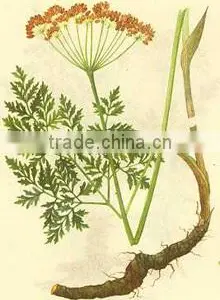 100% Natural Notopterygium Root Essential Oil With High Quality Hot Sale Low Price thumbnail-4