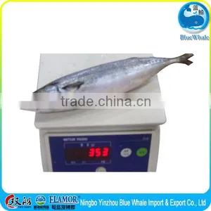 100/200g 200/300g 300/500g 400/600g Scomber Japonicus thumbnail-3