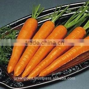 Carrot thumbnail-3