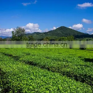High Quality From Teaparis Vietnam Green Tea Super Pekoe thumbnail-4