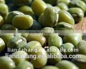 Premium Quality Green Mung Beans thumbnail-1
