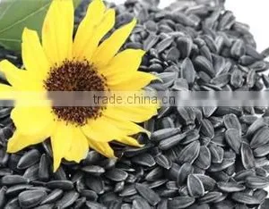 SUNFLOWER CONFECTIONARY SEEDS thumbnail-1