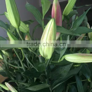 Decoration Lily Flower Fresh Cut Lily Flower Ornamental Flower thumbnail-6