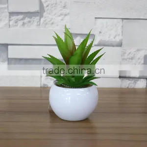 White Potted Mini Succulent Plants Bonsai thumbnail-4