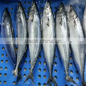 Block Frozen HACCP Mackerel Fish thumbnail-1