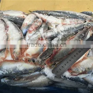 Frozen Pacific Mackerel for Feed Tuna thumbnail-5