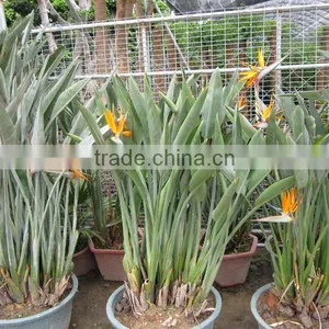Strelitzia Reginae Paradise Bird Indoor Plants thumbnail-1