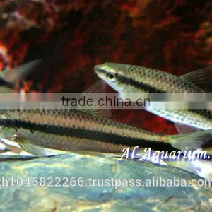 Siamese Algae Eater Fish For Sale / Aquarium Fish Thailand thumbnail-3