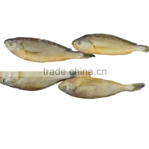 Frozen Yellow Croaker Delicious Seafood thumbnail-1
