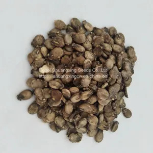 Good Quality f1 Hybrid Yellow Watermelon Seeds for Growing thumbnail-2