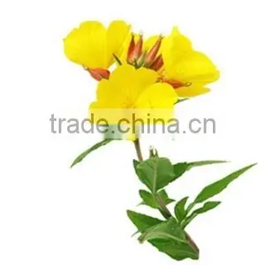 High Quality Pure Evening Primrose thumbnail-1