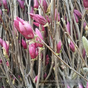 Prices of 8 - Centimeter, 10 - Centimeter and 12 - Centimeter Magnolia Liliflora in 2021 thumbnail-5