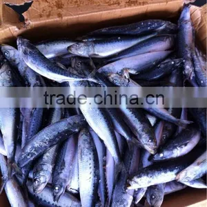 Frozen Pacific Sardine and Sardinops Melanosticta Sardinops Sagax thumbnail-1