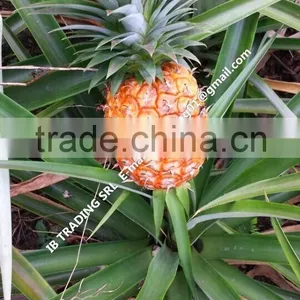 Fresh Pineapples thumbnail-3