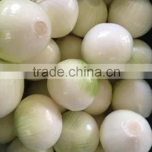 Onion in Fresh Onions thumbnail-1