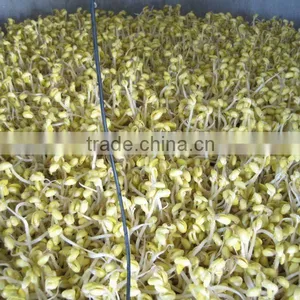 New Brand Bean Sprouting Machine thumbnail-1