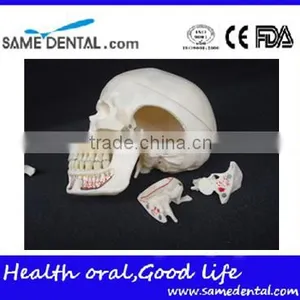 Dental Ten Section Skull Model DEA-40 thumbnail-5