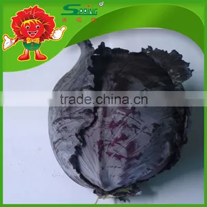 2016 Fresh Purple Cabbage Chinese Organic Cabbage thumbnail-1