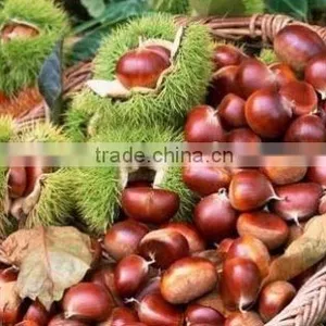 Chestnuts for Sale 40-60 thumbnail-1
