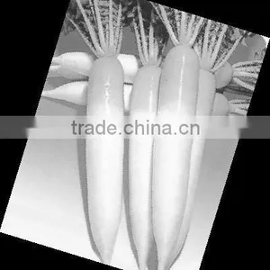 Shandong White Radish thumbnail-1
